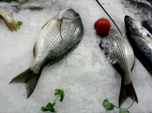 ΠΑΓΟΜΗΧΑΝΗ ΤΡΙΜΜΑ SCOTSMAN MF 47 Φωτογραφία 4